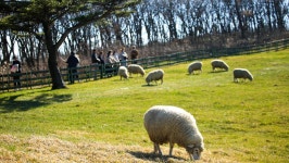 관광지 - 대관령 양떼/삼양/하늘목장 상세화면 | 강원관광 > ONLY 강원 > 관광지 강원관광