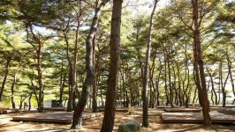 관광지 - 회동 솔향캠핑장 상세화면 | 강원관광 > ONLY 강원 > 관광지 강원관광