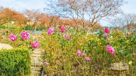관광지 - 삼척장미공원 상세화면 | 강원관광 > ONLY 강원 > 관광지 강원관광