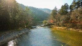 관광지 - 월정사 전나무숲길 상세화면 | 강원관광 > ONLY 강원 > 관광지 강원관광