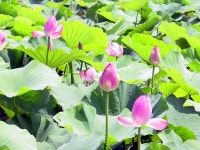 경상북도 경북도청 홈페이지