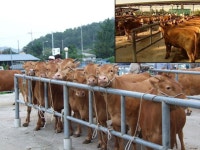 영천 - 소머리국밥 과 육회<문화/관광/음식>경북e맛>경북음식이야기>경북속 음식이야기>경상북도 경북도청, 경상북도, 경북, 도청... 