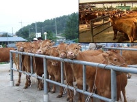 영천 - 소머리국밥 과 육회<문화/관광/음식>경북e맛>경북음식이야기>경북속 음식이야기>경상북도 경북도청, 경상북도, 경북, 도청... 