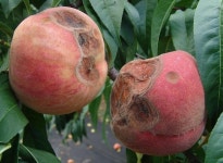 내년 작황 위해 수확 후 복숭아 과원관리 필수 | 보도자료>경북소식>도정소식>경상북도 경북도청, 경상북도, 경북, 도청, Gyeongsangbuk-do