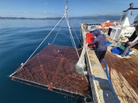 경북도, 고수온극복 새로운양식 기술 개발 추진 | 보도자료>경북소식>도정소식>경상북도 경북도청, 경상북도, 경북, 도청, Gyeongsangbuk-do