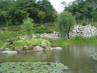 [여름] 소득형 생태숲 연못가의 버들상세 | 산림>산림문화체험센터>미디어자료실>센터 갤러리>경상북도 경북도청, 경상북도, 경북, 도청... 