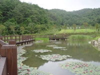 [여름] 소득식물생태숲상세 | 센터 갤러리 < 미디어자료실 < 산림문화체험센터< 산림