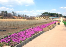 꽃잔디(뽕밭) 상세 | 농업/축산>잠사곤충사업장>열린마당>포토갤러리>경상북도 경북도청, 경상북도, 경북, 도청, Gyeongsangbuk-do