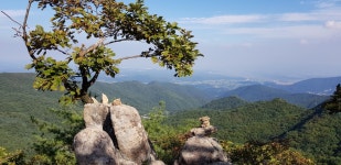 경상북도 산림