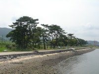 역사/문화 > 도지정유산 > 기념물 > 상세보기 한내리 모감주나무군