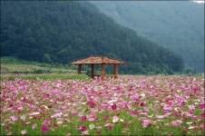 소통참여 > 거제미디어 > 보도자료 > 둔덕 청마 꽃들, 청마의 시심(詩心)을 이는 코스모스의 장관!!! | 거제시청