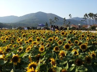 면동 > 둔덕면 > 열린마당 > 마을 이모저모 > 거제 섬꽃축제 | 거제시청
