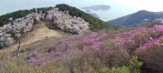 면동 > 장목면 > 열린마당 > 마을 이모저모 > 2024.04.05. 대금산 진달래 개화 상황 | 거제시청