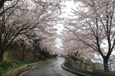 거제소개 > 공공저작물 > 자료실 > 능포해안벚꽃길 | 거제시청