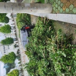 소통참여 > 시민참여 > 시장에게 바란다 > 시장에게 바란다 > 옥포경찰서 앞 나무가지 | 거제시청