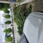 소통참여 > 시민참여 > 시장에게 바란다 > 시장에게 바란다 > 옥포경찰서 앞 나무가지 | 거제시청