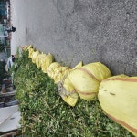 소통참여 > 시민참여 > 시장에게 바란다 > 시장에게 바란다 > 옥포경찰서 앞 나무가지 | 거제시청