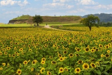 DMZ OPEN 페스티벌 DMZ OPEN FESTIVAL, DMZ OPEN 페스티벌