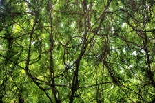 축령산 자연휴양림으로 떠나다. | 오늘의 기회 | 경기도는 오늘 | 뉴스 | 경기도청 자연을 벗삼아 휴양할 수 있는 곳! 축령산 자연휴양림으로... 