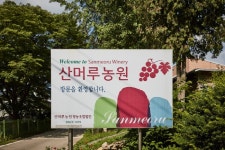 파주 산머루마을 | 관광지 | 여행정보 | 경기관광플랫폼