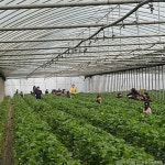 더드림딸기체험농장 | 관광지 | 여행정보 | 경기관광플랫폼