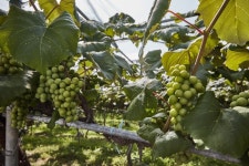 포도향이 흐르는 마을 | 관광지 | 여행정보 | 경기관광플랫폼