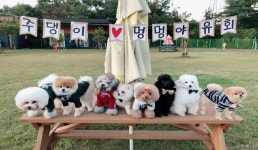 랩도그빌애견캠핑장 | 관광정보 | 여행정보 | 경기관광플랫폼