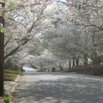 Macon screenshots, images and pictures - Giant Bomb