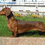 Dachshund screenshots, images and pictures - Giant Bomb