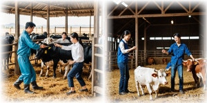 농림축산부, "축산재해대응반" 가동…가축 폭염 폐사에 총력 대응한다