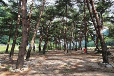 한계2리 솔밭야영장 고캠핑