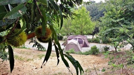 일월관광농원 캠핑장