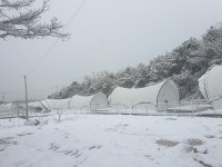 골드 오션 글램핑