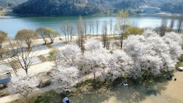 강천섬캠핑장 고캠핑