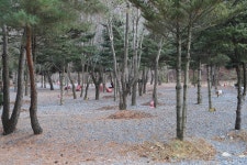 모야의숲 캠핑장