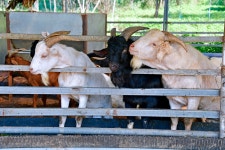 민들레동산 캠핑장