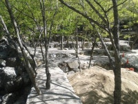 빛 생명 숲 사지목