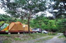 소나무농원 캠핑장 고캠핑