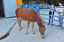 소나무농원 캠핑장