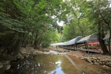 소나무숲아래 고캠핑