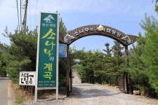 소나무와 계곡 캠핑장 고캠핑