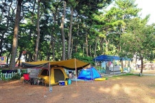 송정솔바람야영장 고캠핑