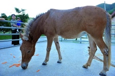 알프스농원캠핑장