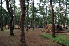 연곡해변 솔향기캠핑장