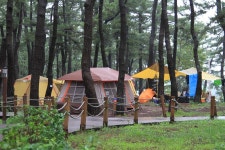 연곡해변 솔향기캠핑장 고캠핑