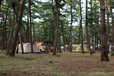 연곡해변 솔향기캠핑장 고캠핑