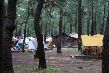 연곡해변 솔향기캠핑장 고캠핑