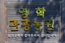영학관광농원야영장 고캠핑
