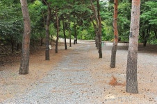 계곡과소나무 캠핑장 고캠핑