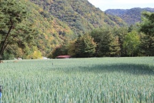 진부(오대산)관광농원